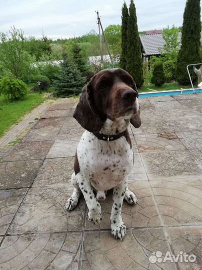 Спаниель на вязку