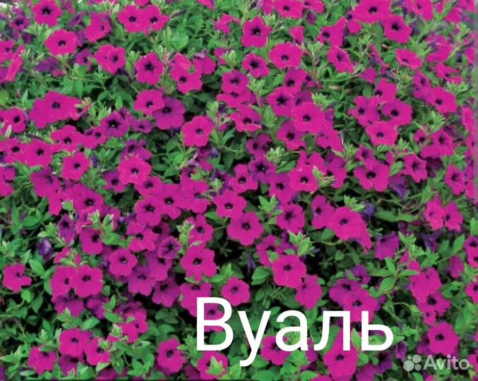 Цветы