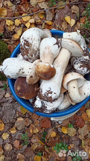 Грибы белые 10 л
