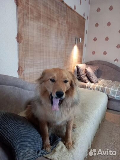 Не крупная собака в добрые руки