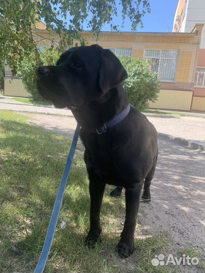 Кобель лабрадора вязка