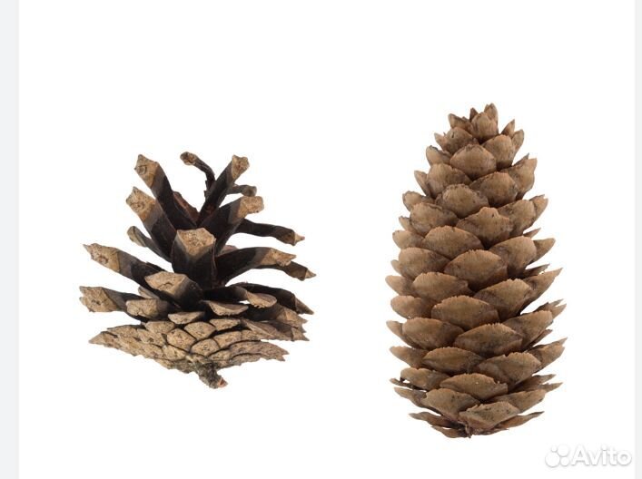 Кора сосны мешки 60л, шишка,мох