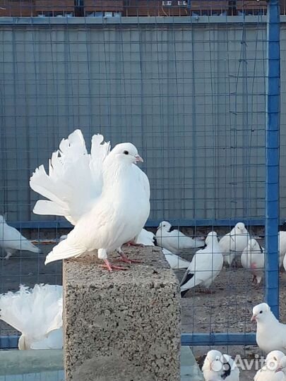 Голуби свадебные