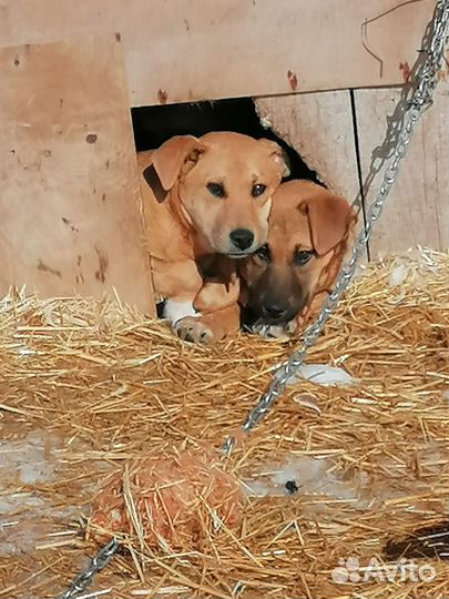 Щенки стерилизованные