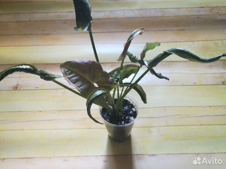 Сингониум неон робуста