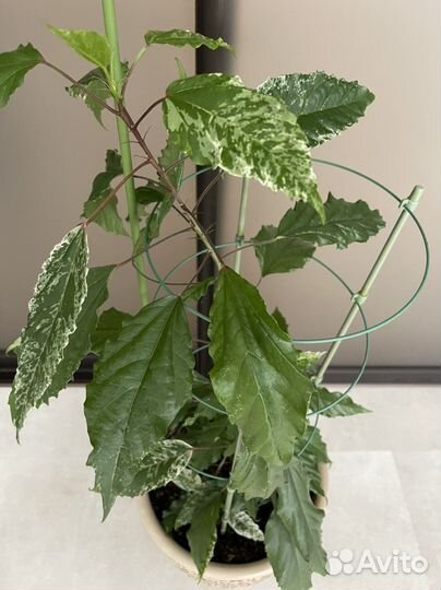 Гибискус китайская роза в кашпо