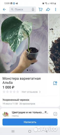 Монстеры и Рафидофоры. Октябрь