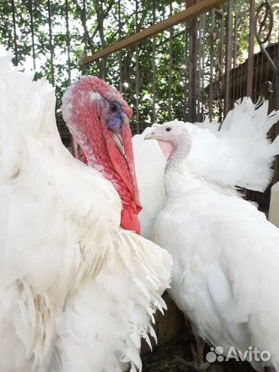 Семья индюков