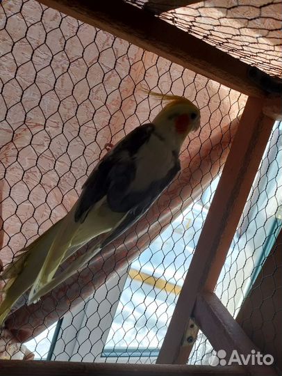 Попугай корелла