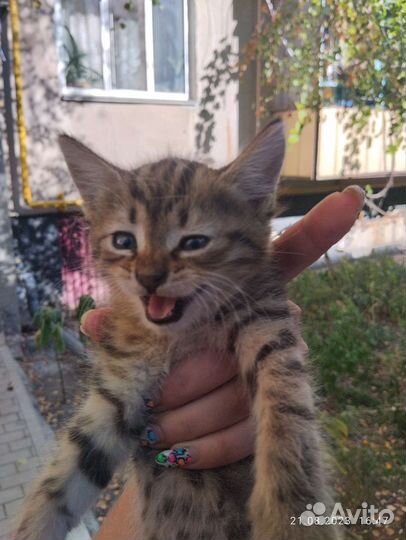 Кошка в дар бесплатно