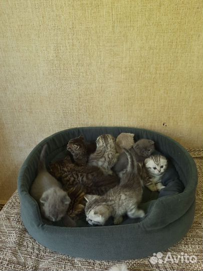 Шотландские котята