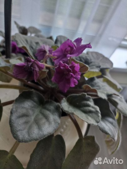 Фиалка в горшках