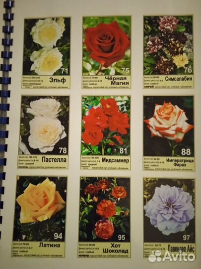 Саженцы роз