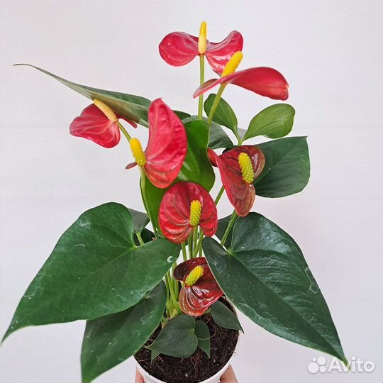 Комнатные растения цветущие