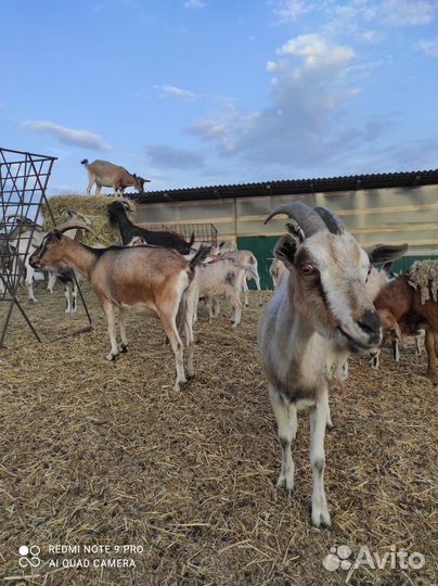 Коза дойная альпийская