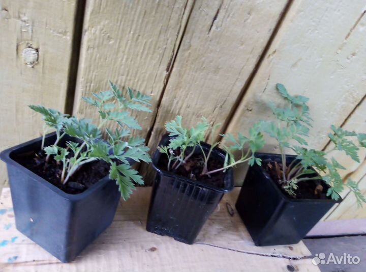 Обмен дицентры на другие цветы