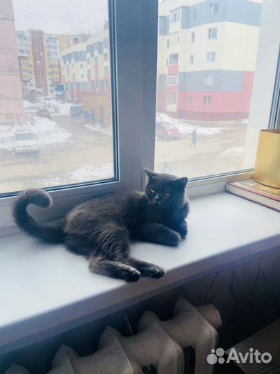 Кошечка в добрые руки