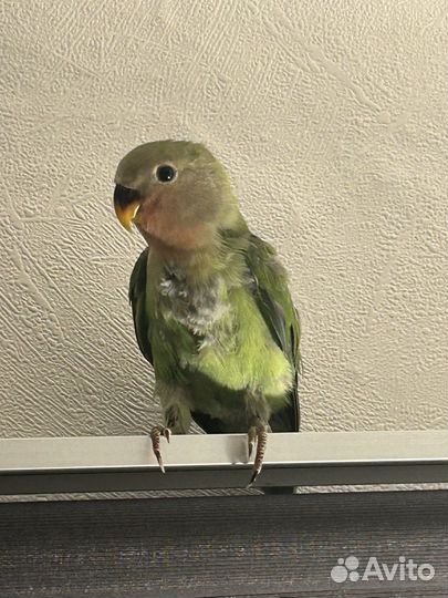 Птенец попугай неразлучник розовощекий