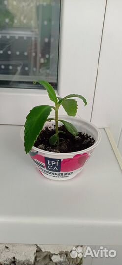 Калонхое лечебный