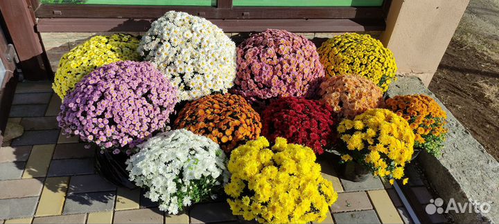 Хризантема мультифлора шаровидная