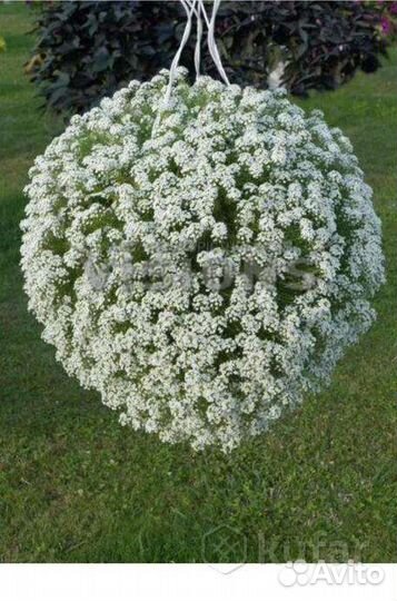 Алисум Сноу Принцесс (lobularia Snow Princess)