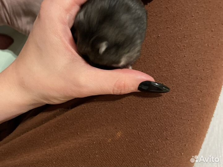 Джунгарские хомячки с клеткой