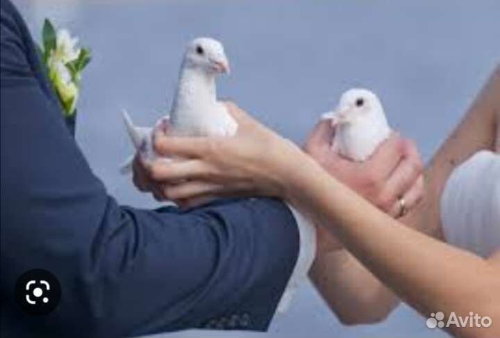 Голуби белые