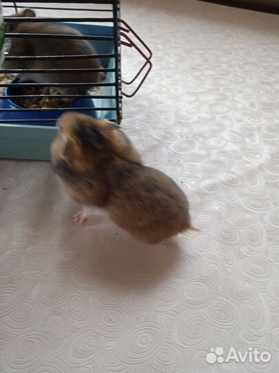 Сирийский хомяк малыш