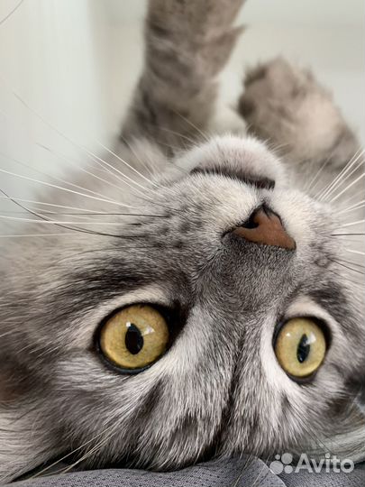 Зоогостиница