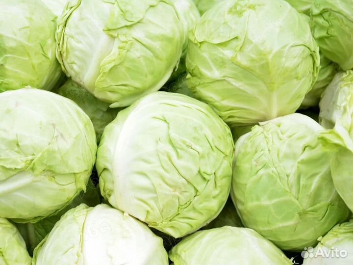 Капуста квашеная бочковая.Фермерское хозяйство