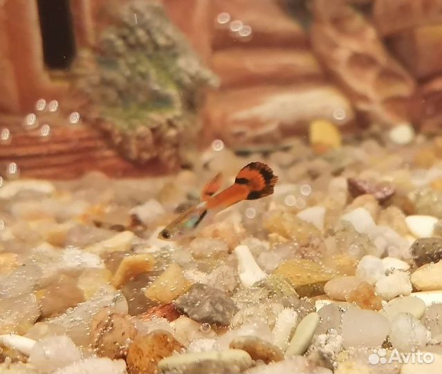 Рыбки - мальки для аквариума