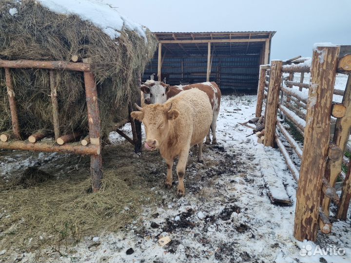 Телки нетели