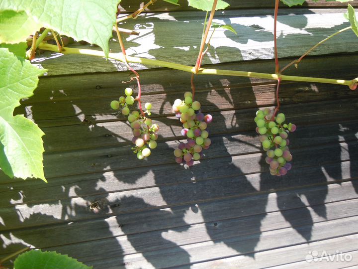 Черенки винограда для посадки