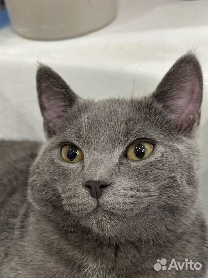 Кот