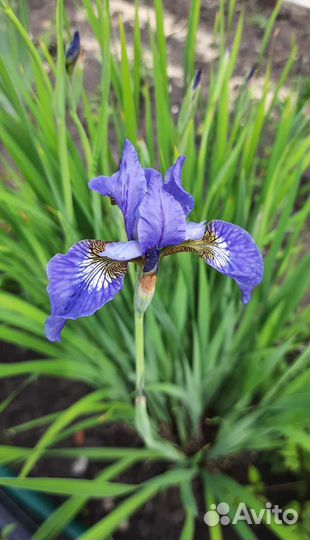 Ирисы бородатые