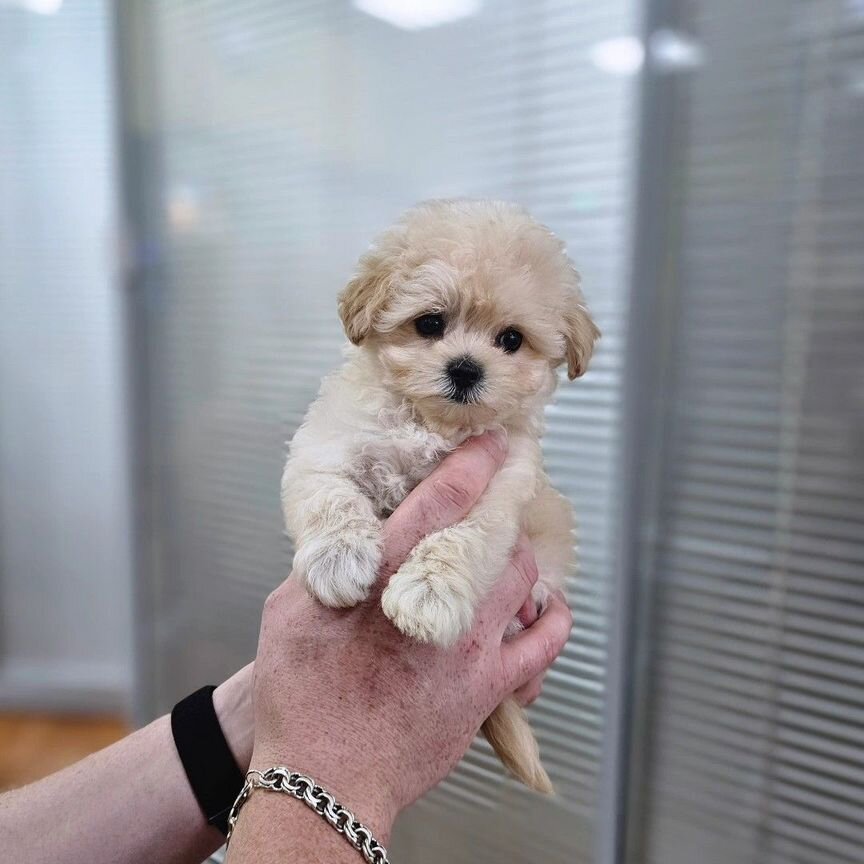 Maltipoo F1 мини малыш