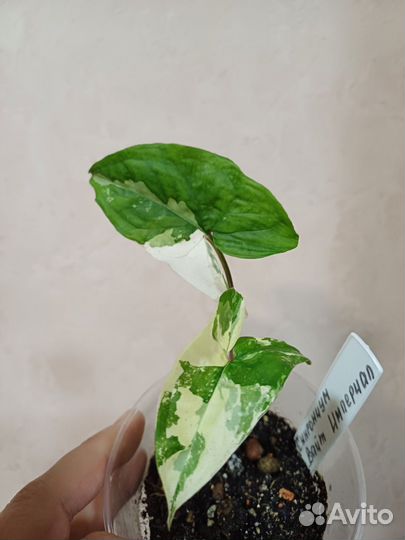 Сингониумы