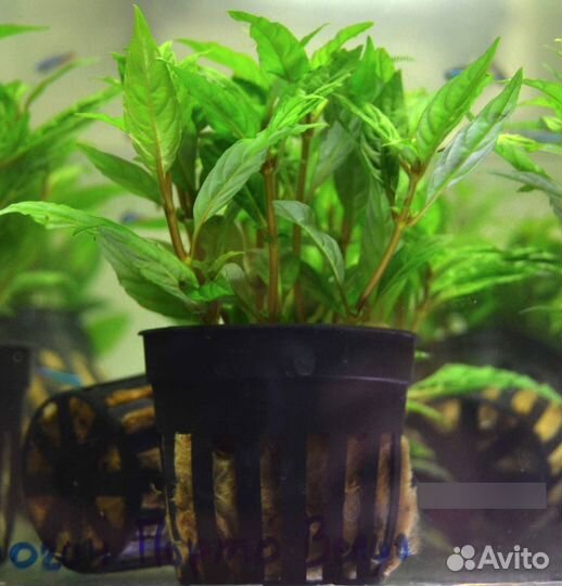 Аквариумное растение Порто Вельо в магазине