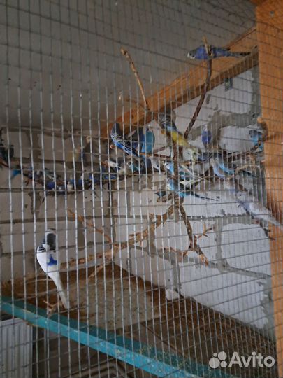 Волнистые попугаи только опт,кареллы,неразлучники
