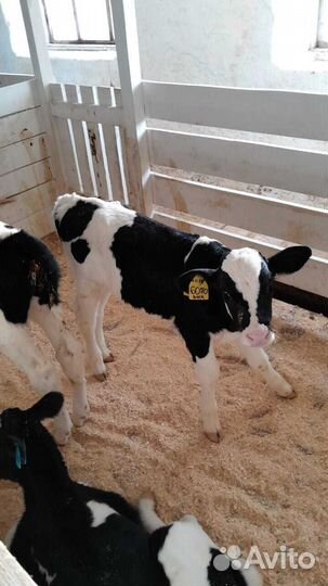Бычки телки телята бесплатная доставка