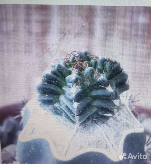 Ацтекиум,Люти,Навахоа,Эскобария