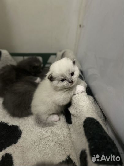 Вислоухие котята