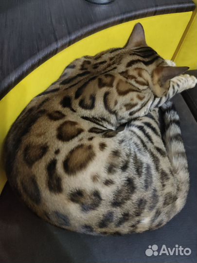 Бенгальский кот вязка