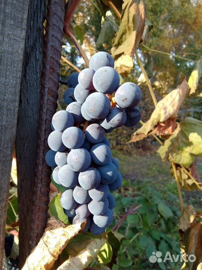 Виноград Изабелла