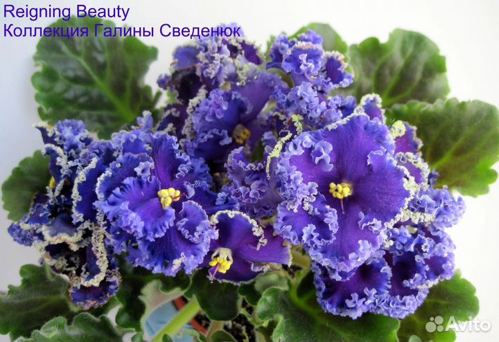 Фиалка набор деток