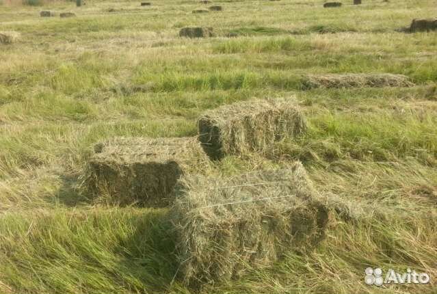 Сено Луговое разнотравие