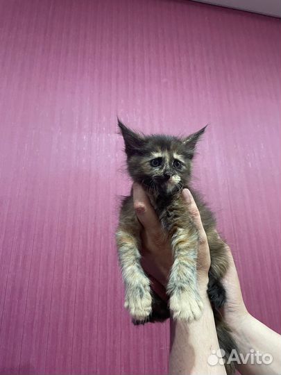 Котята мейн-кун