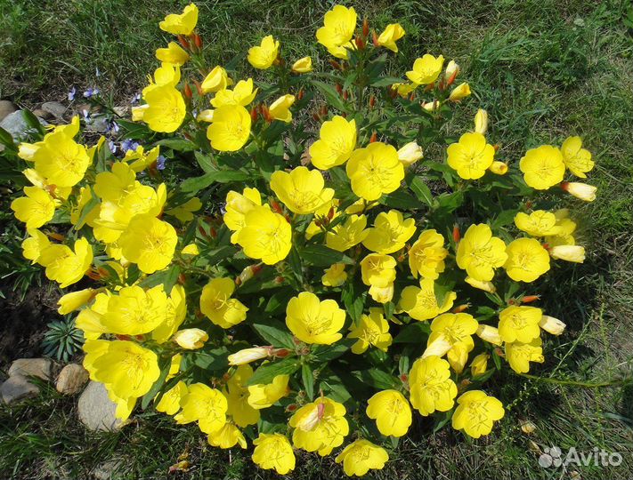 Многолетник для сада (Энотера)