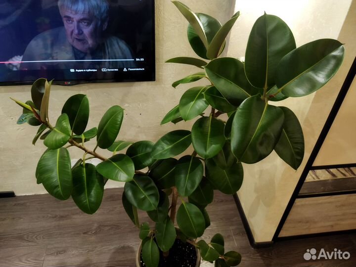 Фикус широколистный 160 см