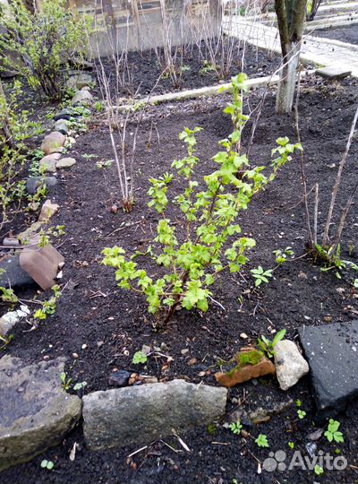 Черная смородина